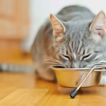 Quelle alimentation pour chatte en gestation ?
