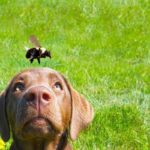 Chien et piqûre d'abeille ou d'insecte, que faire ?