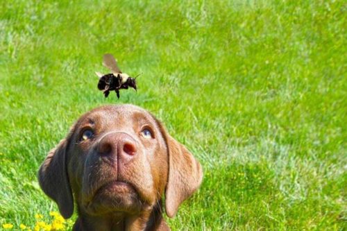 chien et piqure de guêpe d'abeille ou d'insecte