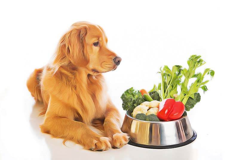 Alimentation cancer chien