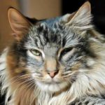 Pelage : Atténuer la perte de poils chez le chat