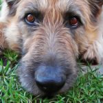 Cancer chez le chien, comment le combattre naturellement ?