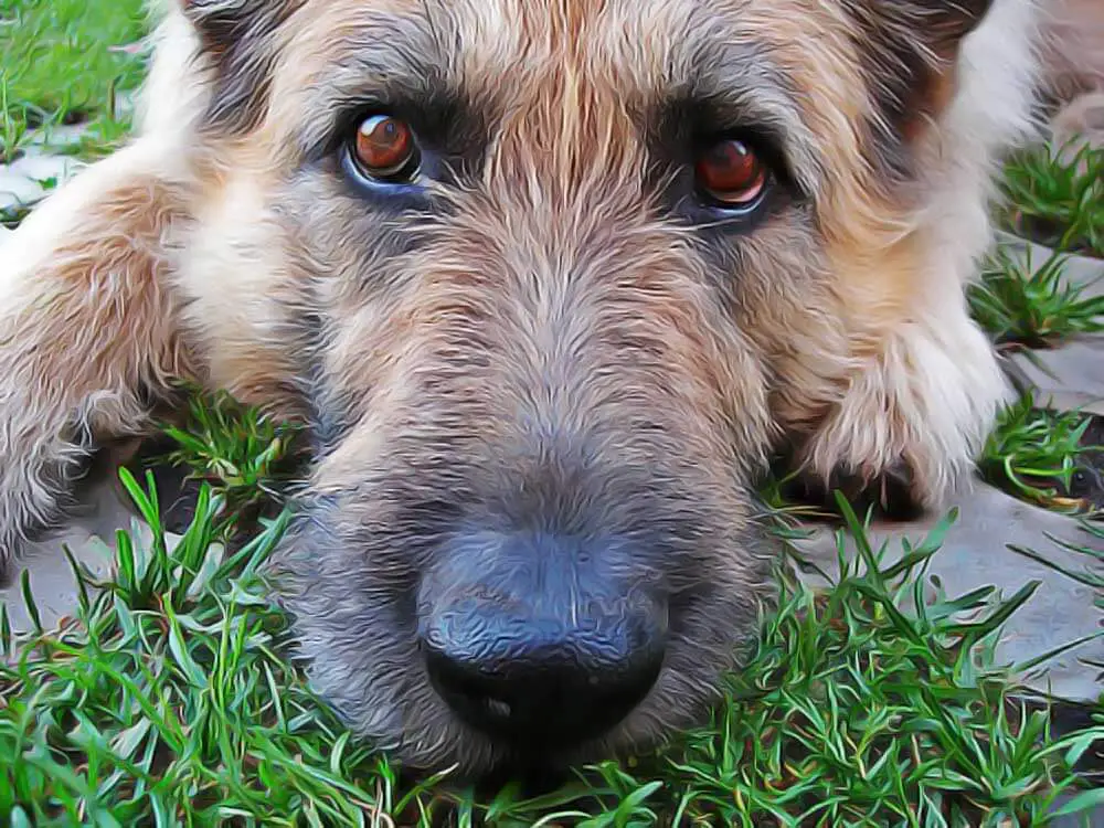 Aider mon chien à combattre son cancer