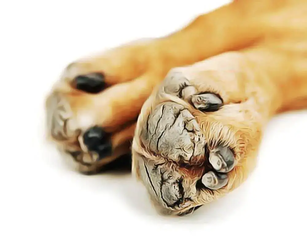 Blessures Coussinets Craqueles Chez Le Chien Comment Guerir Remedes Naturels Pour Animaux