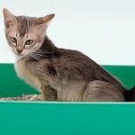 Constipation du chat : Les traitements naturels qui marchent