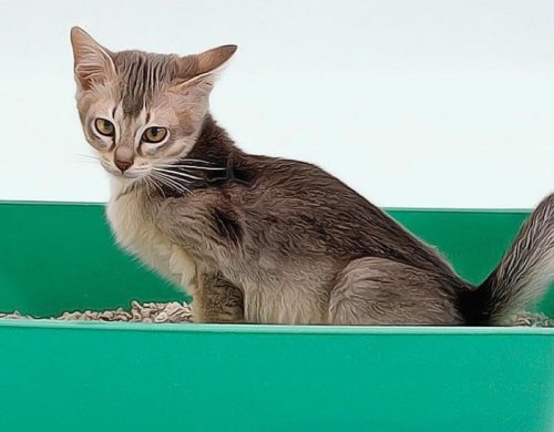 chat constipé remèdes naturels