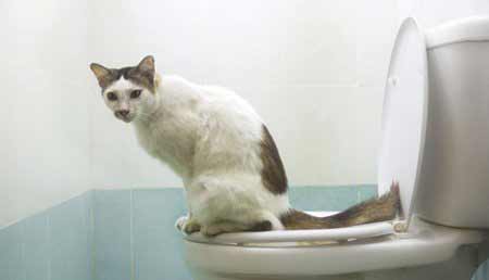 Constipation Du Chat Les Traitements Naturels Qui Marchent Remedes Naturels Pour Animaux