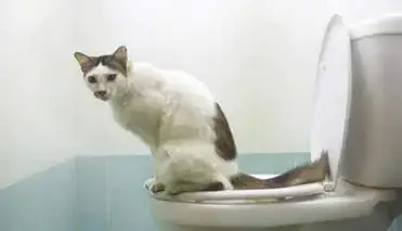 Constipation Du Chat Les Traitements Naturels Qui Marchent Remedes Naturels Pour Animaux