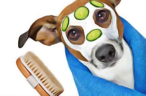 soigner acné chien naturellement