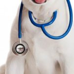 Soigner naturellement l'hypertension artérielle du chien