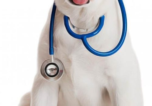 soigner hypertension chien naturellement