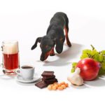 Liste des aliments toxiques pour le chien et le chat