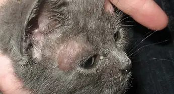 Teigne Du Chat Les Remedes Maison Sans Ordonnance Contre Ces Champignons Remedes Naturels Pour Animaux