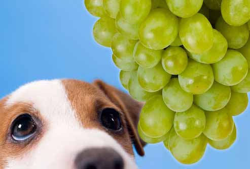 les fruits à ne pas donner au chien