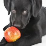 Aliments : Les fruits dangereux pour les chiens