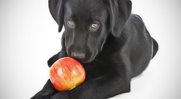 fruits toxiques chien