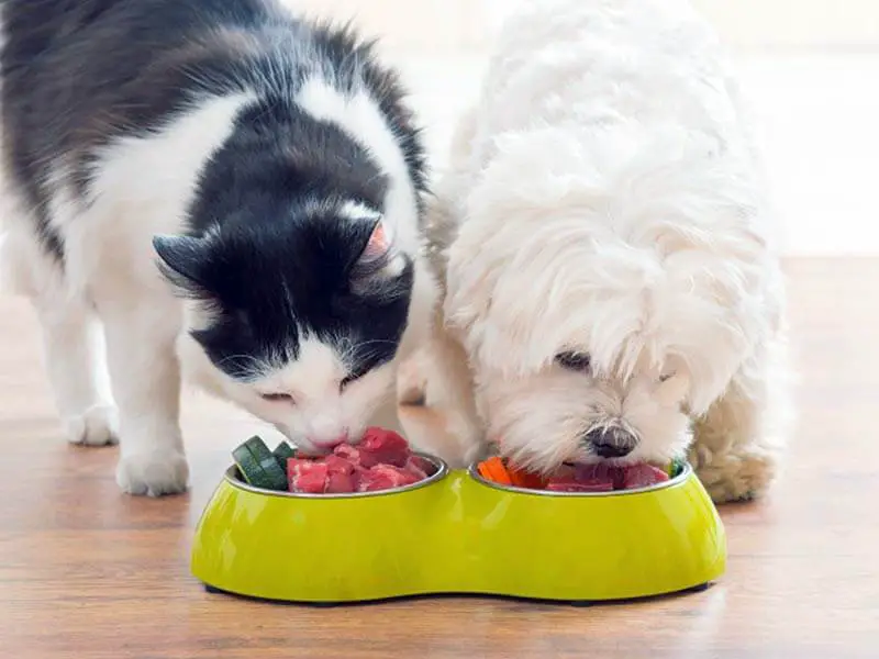 pourquoi ne pas donner de croquettes aux chats et aux chiens