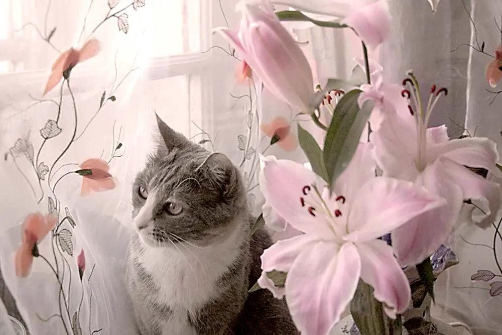 Lys et chat : attention danger. cette fleur est toxique