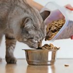 La nourriture sèche n'est pas appropriée pour les chiens et chats