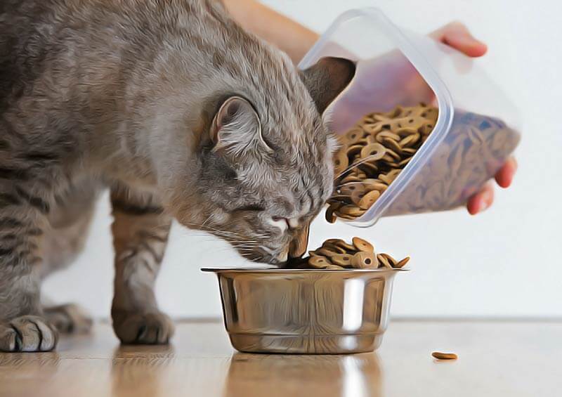 croquettes pas bonnes pour le chat et le chien