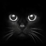 La vision du chat : Réponses à 4 questions sur la vue du chat
