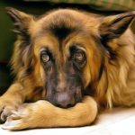 Hemangiosarcome, traitement naturel des tumeurs de la rate canine