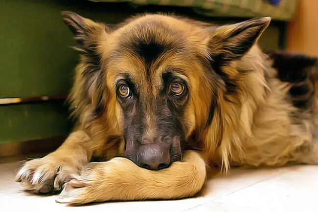 Hemangiosarcome canin remede naturel