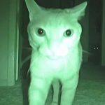 Comportement : chat actif la nuit, comment le rééduquer ?