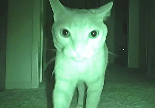 chat actif la nuit