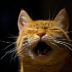 Comportement : chat qui miaule excessivement la nuit… Que faire, conseils et astuces