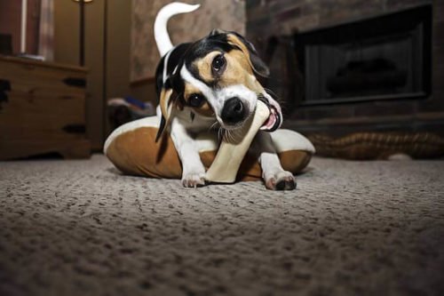 chien détruit tout ce qu'il trouve