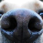 Les chiens peuvent-ils perdre leur odorat ?