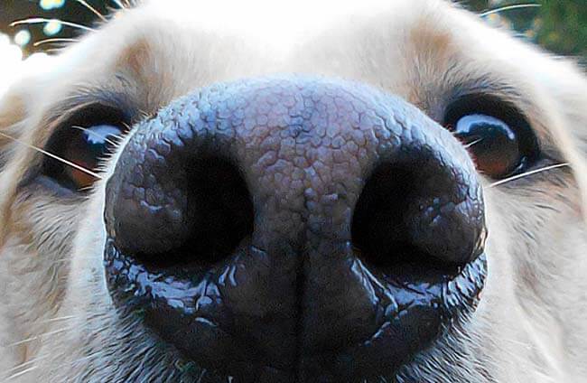 les chiens peuvent-ils perdre le sens de l'odorat ?