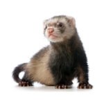 25 Mythes et idées fausses sur le furet