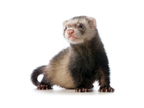 fausses rumeurs furet