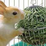 Lapins et rongeurs : Quelles friandises saines pour son lapin ?