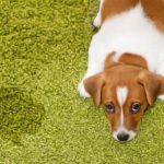 Incontinence du chien : Remèdes naturels