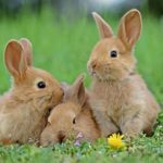 Les signes d'un lapin en bonne santé