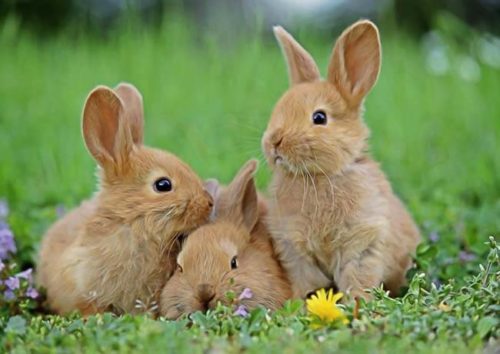 signes d'un lapin en bonne santé