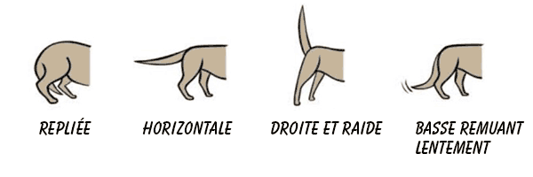 les signes d'un chien anxieux mouvements de la queue