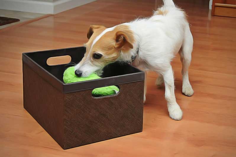 apprenez à votre chien à ranger ses jouets