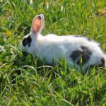 Comment garder son lapin en bonne santé !