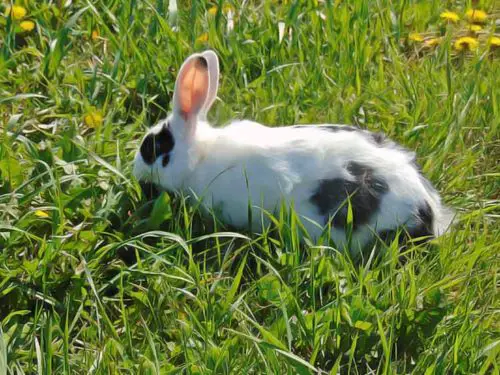 astuces pour lapin en bonne santé