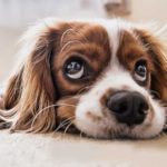 Conseils : Votre chien s'ennuie ? 33 jeux d'intérieur pour l'occuper