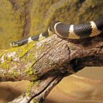 Adopter un serpent : Connaître ses maladies potentielles