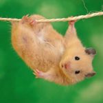 Remèdes naturels pour les hamsters (1/2)