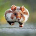 Conseils pour soigner son hamster naturellement 2/2