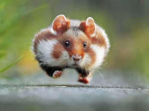 Soigner son hamster