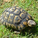 Les choses à savoir avant d'accueillir une tortue terrestre