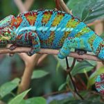 Reptiles domestiques : À savoir avant d'accueillir un caméléon chez soi